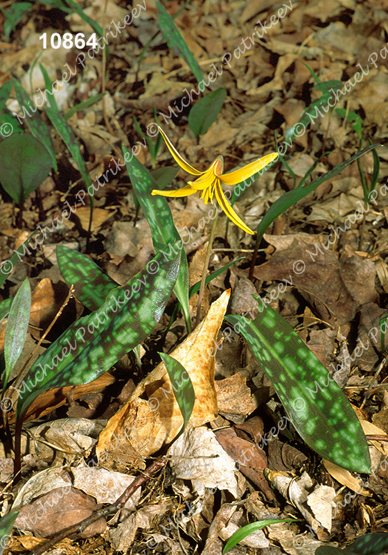 Yellow Trout Lily (Erythronium americanum)